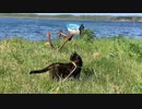 2021/06/02放送【61日目 北海道 根室市 風蓮湖畔 あずにゃんぽ（猫散歩）】北海道全市町村制覇するまで帰れまてん！　猫と車中泊の旅　日本縦断【旅猫あずき～保護猫から旅猫へ～】