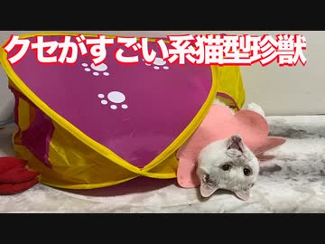 【猫】オッドアイの珍獣、動物から外れた鈍さを誇る