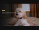 Most Essential Products to Choose from a Dog Supplies Online