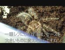 [高画質な蜘蛛]タランチュラ飼育日記その２０２[めちょかわいい]