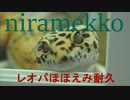ヒョウモントカゲモドキにらめっこ耐久1分