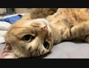 どうする？カメラマン　＃235