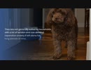 Toy Poodles
