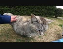 人懐っこい野良猫だなと思ったら私の膝の上に乗ってきてモフらせてくれた