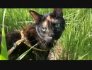 2021/06/03放送【62日目 北海道 根室市 風蓮湖畔 あずにゃんぽ（猫散歩）】北海道全市町村制覇するまで帰れまてん！　猫と車中泊の旅　日本縦断【旅猫あずき～保護猫から旅猫へ～】