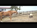【特集号】タイキシャトルと羊の暮らし