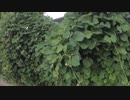 【植木団地】大阪府高槻市川添１丁目にある植木団地です。住宅地に囲まれた広大な土地が同和部落絡みの団体に不法占拠されています。【高槻市富田園芸協同組合】