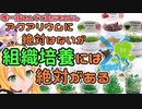 【水草始める前に】組織培養には絶対がある【辛い思いをする前に】