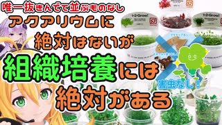 【水草始める前に】組織培養には絶対がある【辛い思いをする前に】