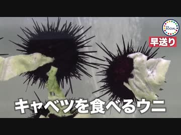 人気の キャベツを食べるウニ 動画 17本 ニコニコ動画