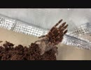 [さぼりではない]タランチュラ飼育日記その２０３[戦略的撤退]