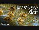 0529B【カルガモ親子が行方不明】雛鳥の為に捕食を頑張るハクセキレイの子育て。バン抱卵。カワセミ幼鳥。新しいカルガモ親子が生まれた　#身近な生き物語　#カルガモ親子　#ハクセキレイ