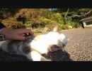 神社行くと日向ぼっこでマッタリしている猫様を見かけた