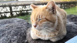 野良猫がトコトコと歩いてきてチョコんと隣に座ってきた