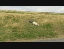 【動物動画】荒川の堤防になぜかヤギがいた！