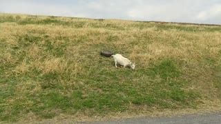 【動物動画】荒川の堤防になぜかヤギがいた！