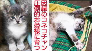 因縁のスーパーコネコチャン、成長して麗しきムーブを披露する