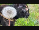 2021/06/03放送【62日目 北海道 ウトロ あずにゃんぽ（猫散歩）】北海道全市町村制覇するまで帰れまてん！　猫と車中泊の旅　日本縦断【旅猫あずき～保護猫から旅猫へ～】