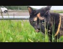 2021/06/04放送【63日目 北海道 ウトロ② あずにゃんぽ（猫散歩）】北海道全市町村制覇するまで帰れまてん！　猫と車中泊の旅　日本縦断【旅猫あずき～保護猫から旅猫へ～】