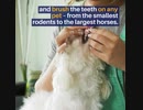 Various Aspects of Grooming