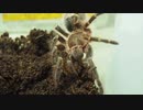 [がんばれゴエモン]タランチュラ飼育日記その２０４[おもしろすぎんよ]