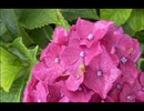 rain stops, good-bye／におP、歌います。【naturum】