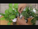 Cách sử dụng phân dơi túi lọc Minh Tâm  Phân bón văn phòng