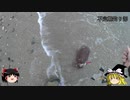 (ゆっくり実況)不定期釣り部part11【イカを釣ろう編】