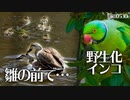 0530B【雛鳥の前でオスに襲われるカルガモ親子の母】野生化インコに食べられるビワ。引越し前に抱卵バンとにらみ合いする鴨親子、親VS親鳥　#身近な生き物語　#カルガモ親子 #ワカケホンセイインコ