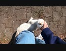 公園で出会った野良猫が私の足にまとわりついて離れない姿が可愛すぎる