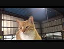偉そうな虎猫