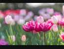 【オリジナル曲】おはようのうた