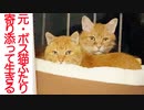 街のアイドル猫、引退後も男気を見せて魅了する
