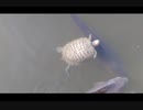 【意外に早い！？】カメさんの泳ぎ方