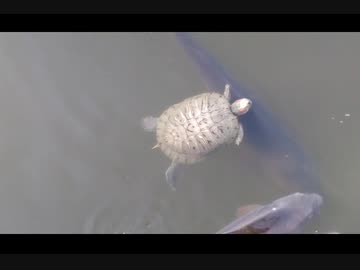 【意外に早い！？】カメさんの泳ぎ方
