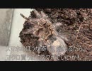 [ローソンの]タランチュラ飼育日記その２０５[納豆巻きがいっちゃんうまい]