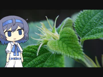 【CeVIO写真】写真を一枚＿16枚目【カラムシの芽】