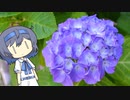 【CeVIO写真】写真を一枚＿17枚目【紫陽花】