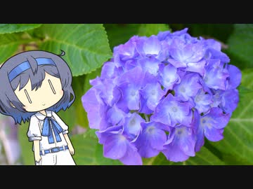 【CeVIO写真】写真を一枚＿17枚目【紫陽花】