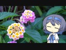 【CeVIO写真】写真を一枚＿21枚目【ランタナ】
