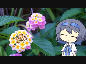 【CeVIO写真】写真を一枚＿21枚目【ランタナ】