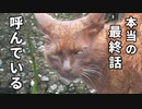 大雨の中、居なくなった子猫を探す野良猫の母【子猫と別れた母猫の様子 後編】