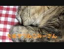 寝ている猫の口元アップ
