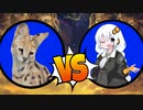 【ＭＴＧアリーナ】ボ イ ス ロ イ ド  ヒ ス ト リ ッ ク   ア リ ー ナ ♯66【ヒストリック】