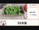 パクチーでコーラを作りたかった動画