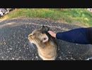 片目を失った地域猫発見！！この人懐っこい野良猫の運命はいかに？
