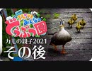 カルガモ親子の引越し4雛組のその後
