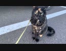 2021/06/05放送【64日目 北海道 嵐の夜の後のウトロ あずにゃんぽ（猫散歩）】北海道全市町村制覇するまで帰れまてん！　猫と車中泊の旅　日本縦断【旅猫あずき～保護猫から旅猫へ～】