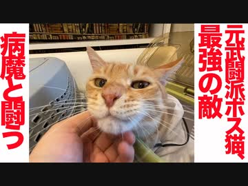武闘派ボス猫、引退後に異常が発生する