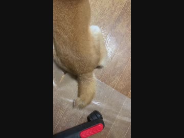 控えめに喜ぶシバイヌ